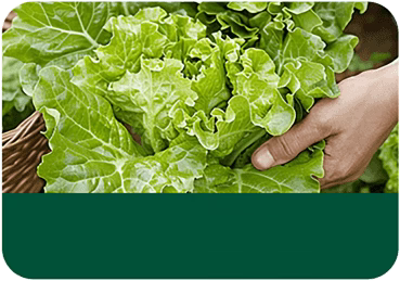 2x1 Oro Negro Terra Activador de suelos⭐⭐⭐⭐⭐